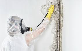 Why You Should Choose Our Mold Remediation Services in Lincoln, AR